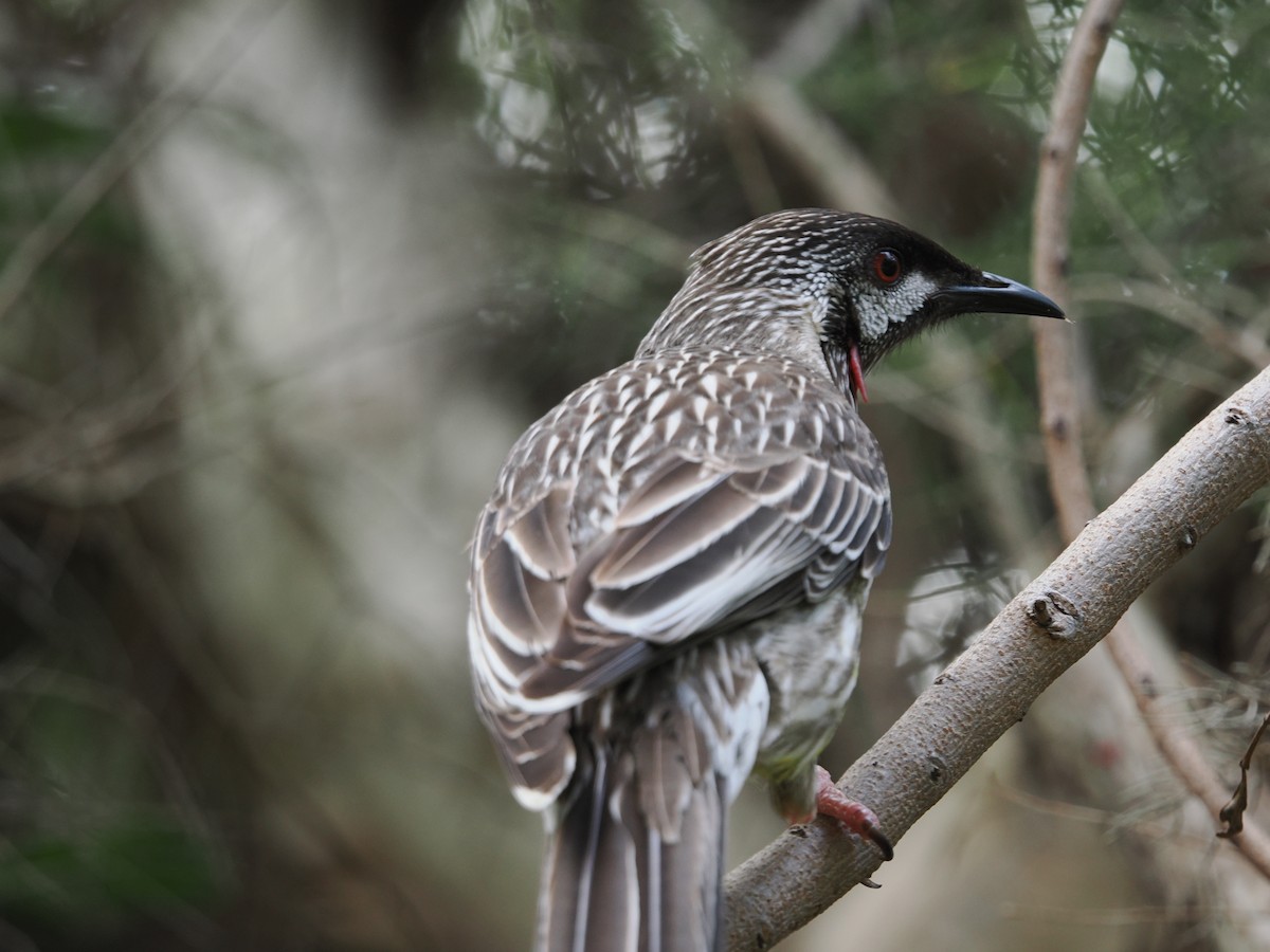 Red Wattlebird - ML638525487
