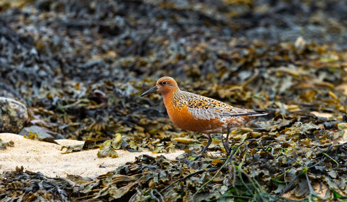 Red Knot - ML638525496