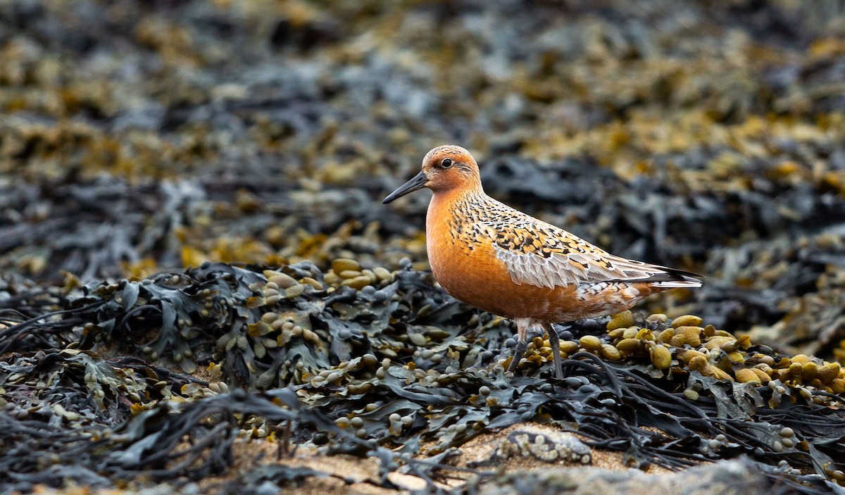 Red Knot - ML638525499