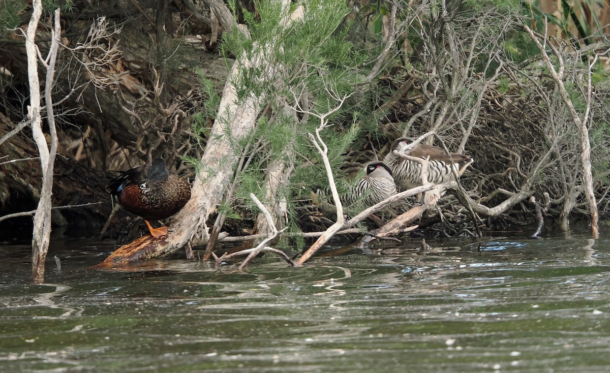 Pink-eared Duck - ML638525513