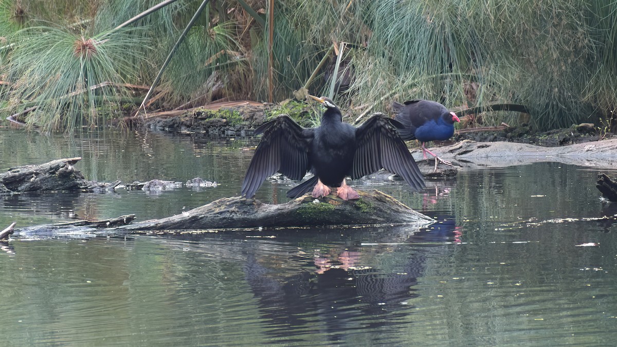 Australasian Darter - ML638525520