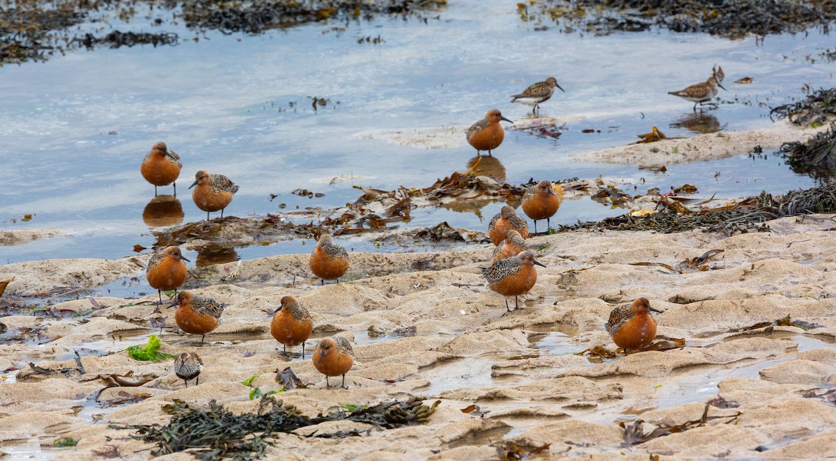 Red Knot - ML638525526
