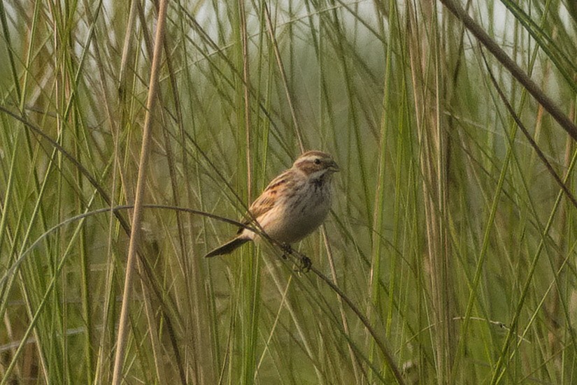 Reed Bunting - ML638525546
