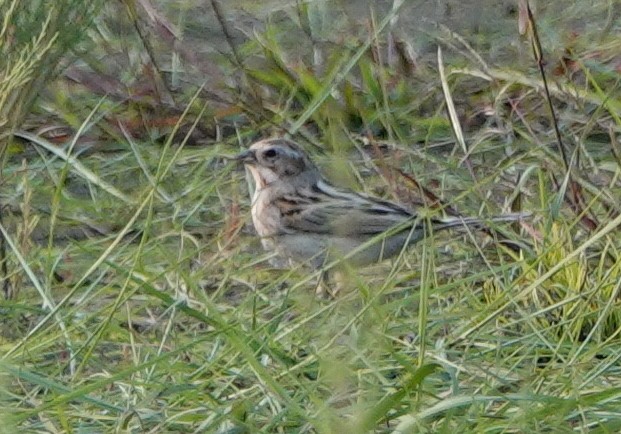 Reed Bunting - ML638525547