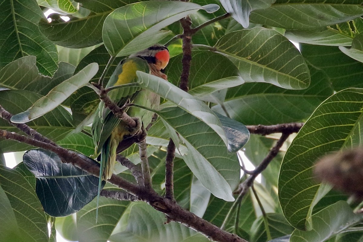 Red-breasted Parakeet - ML638525591