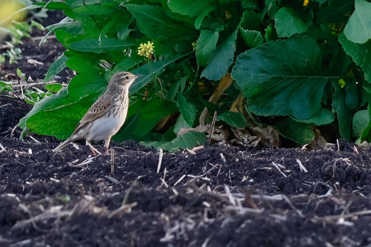 Australian Pipit - ML638525601