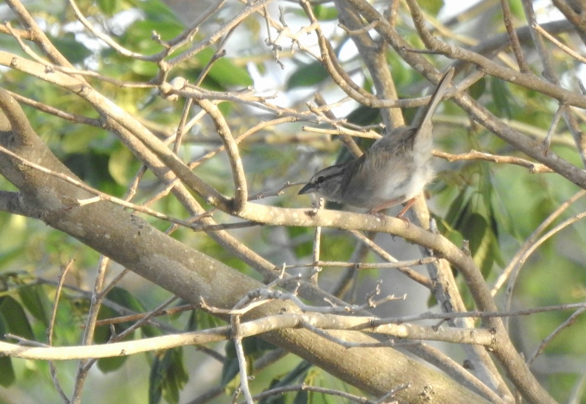 Olive Sparrow - ML638525618