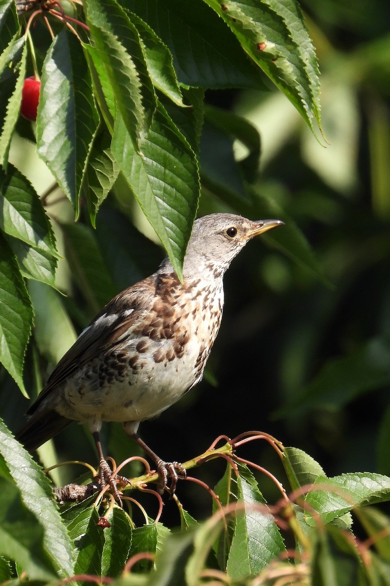Fieldfare - ML638525627