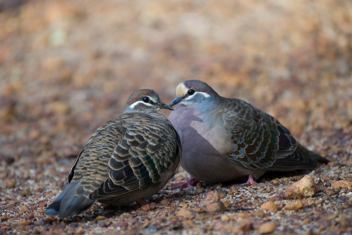 Common Bronzewing - ML638525630