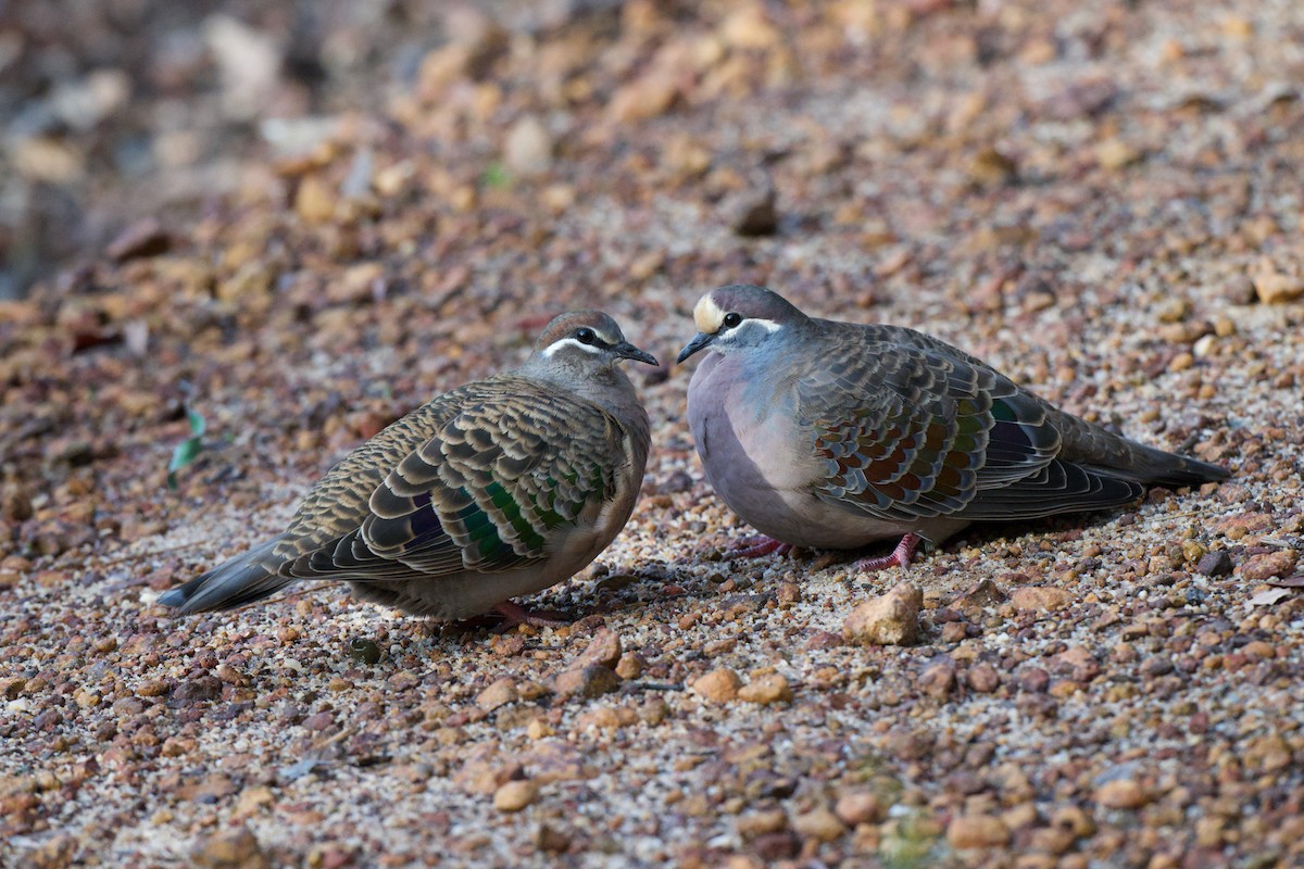 Common Bronzewing - ML638525633