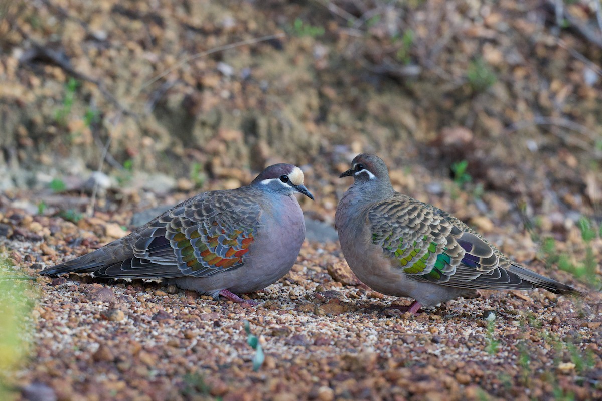 Common Bronzewing - ML638525636