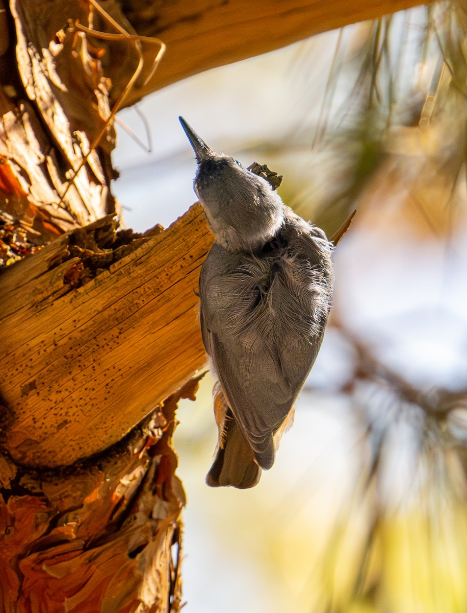 Krüper's Nuthatch - ML638525647