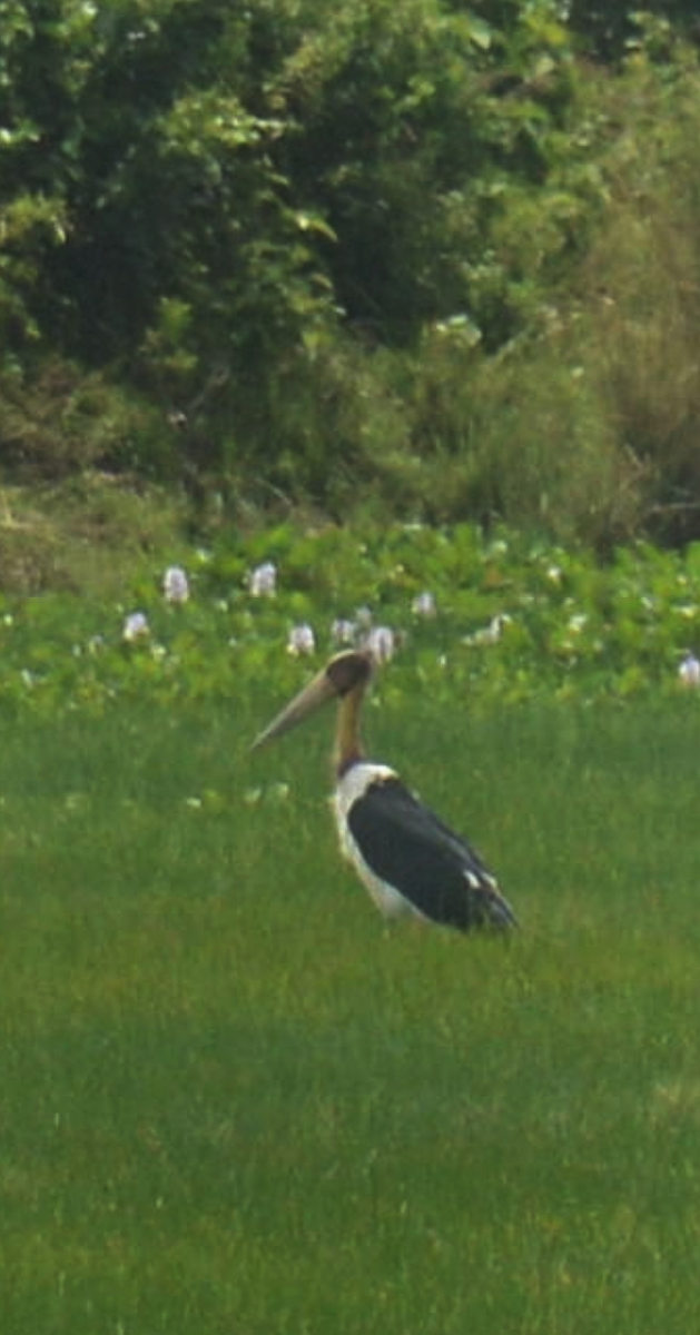 Lesser Adjutant - ML638525655