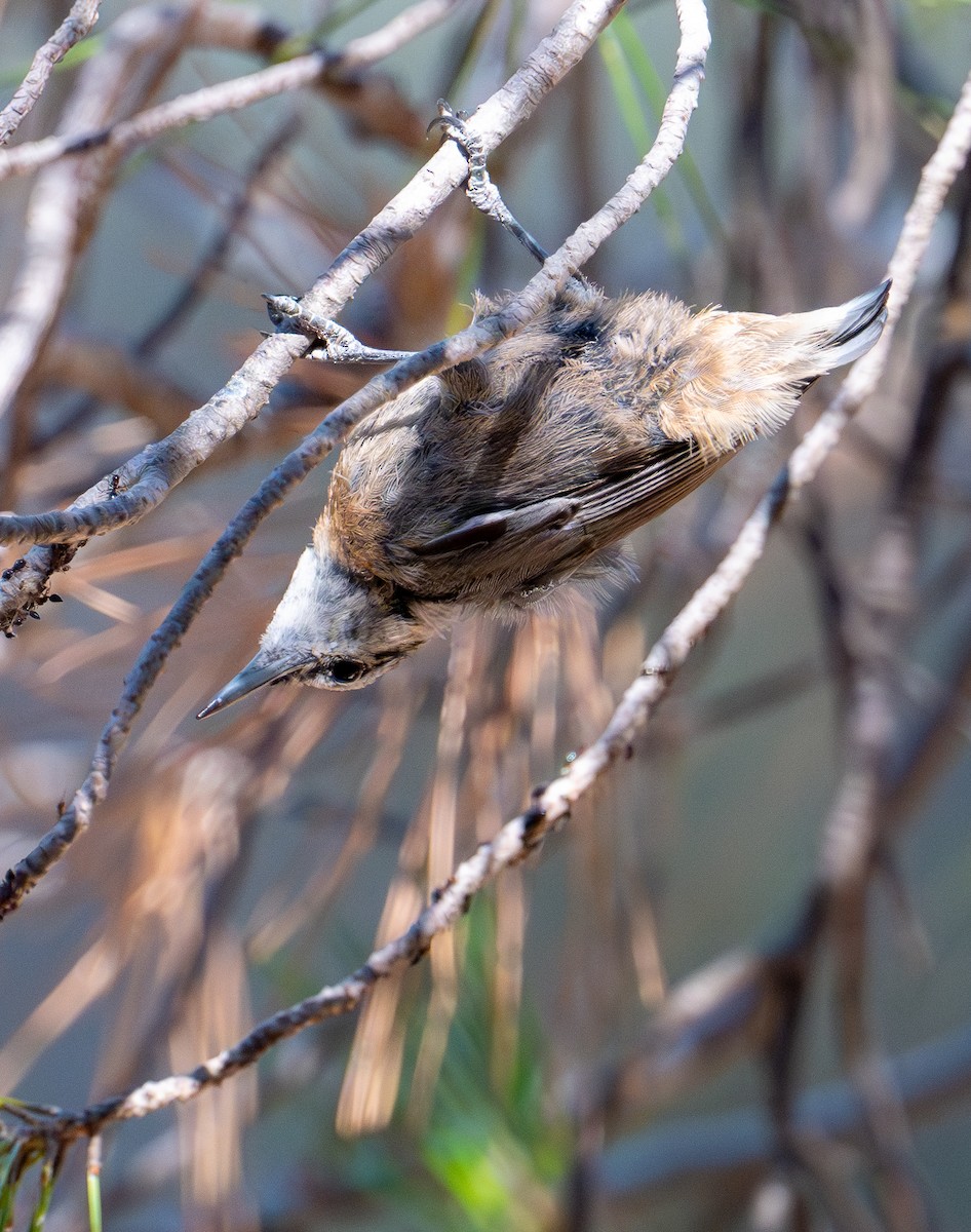 Krüper's Nuthatch - ML638525661