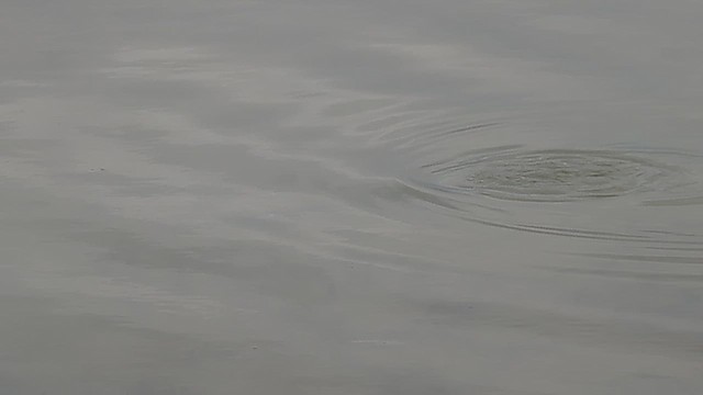 Little Pied Cormorant - ML638525668