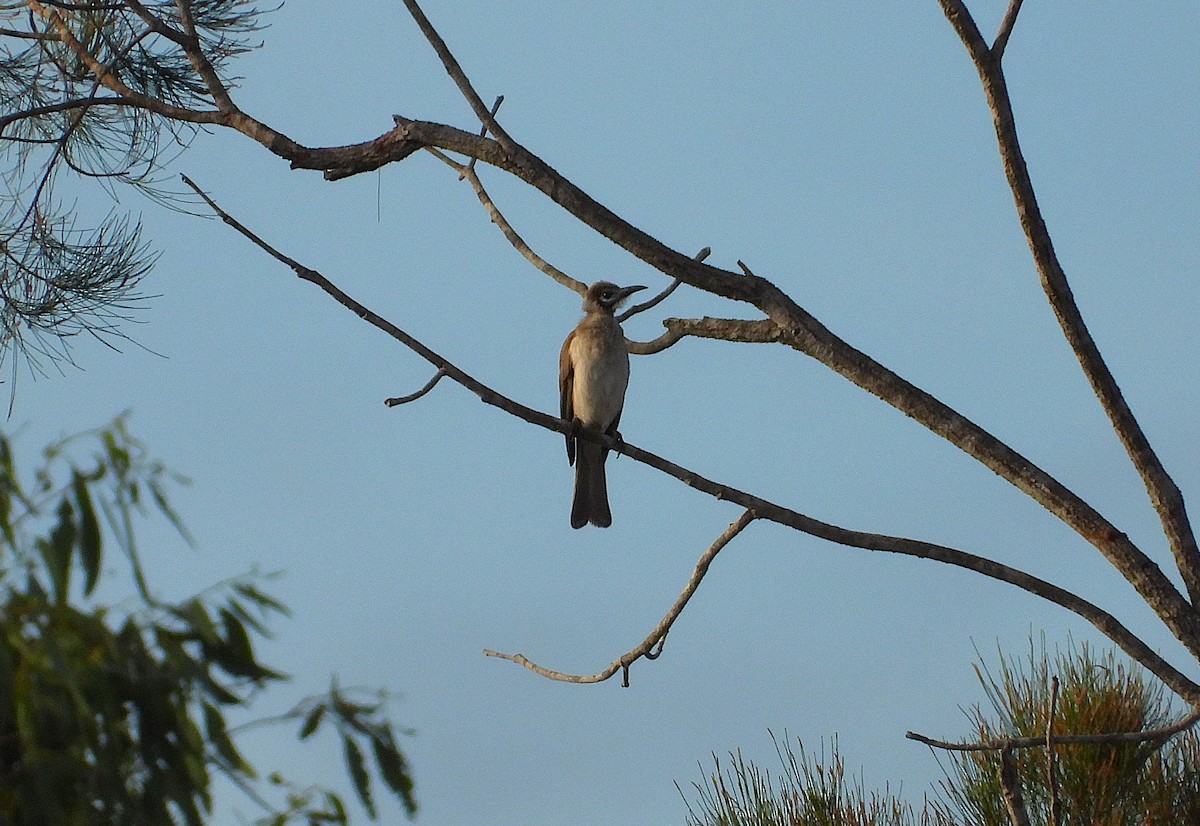 Little Friarbird - ML638525675