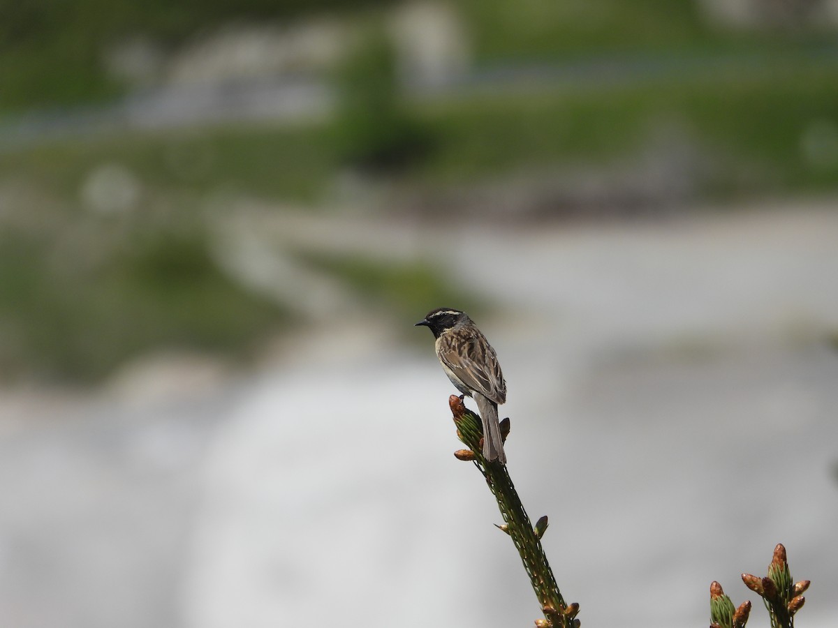 Black-throated Accentor - ML638525702