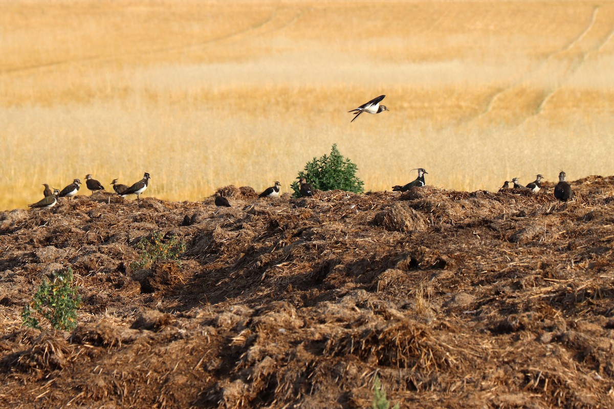 Northern Lapwing - ML638525758