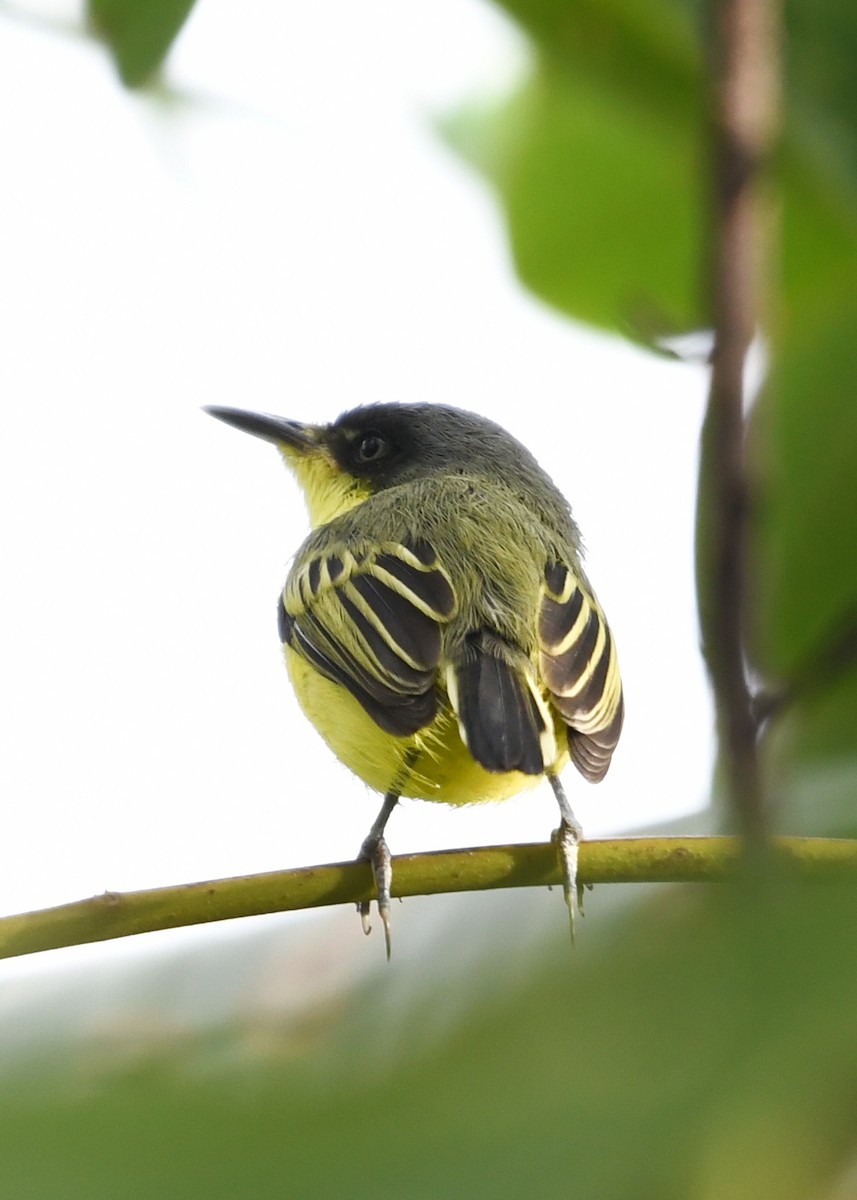 Common Tody-Flycatcher - ML638525788