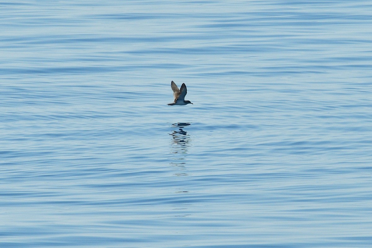 Scopoli's Shearwater - ML638525795