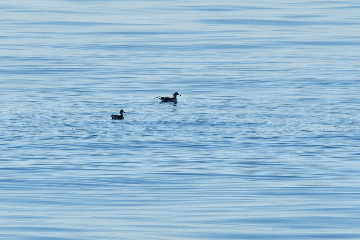 Scopoli's Shearwater - ML638525880