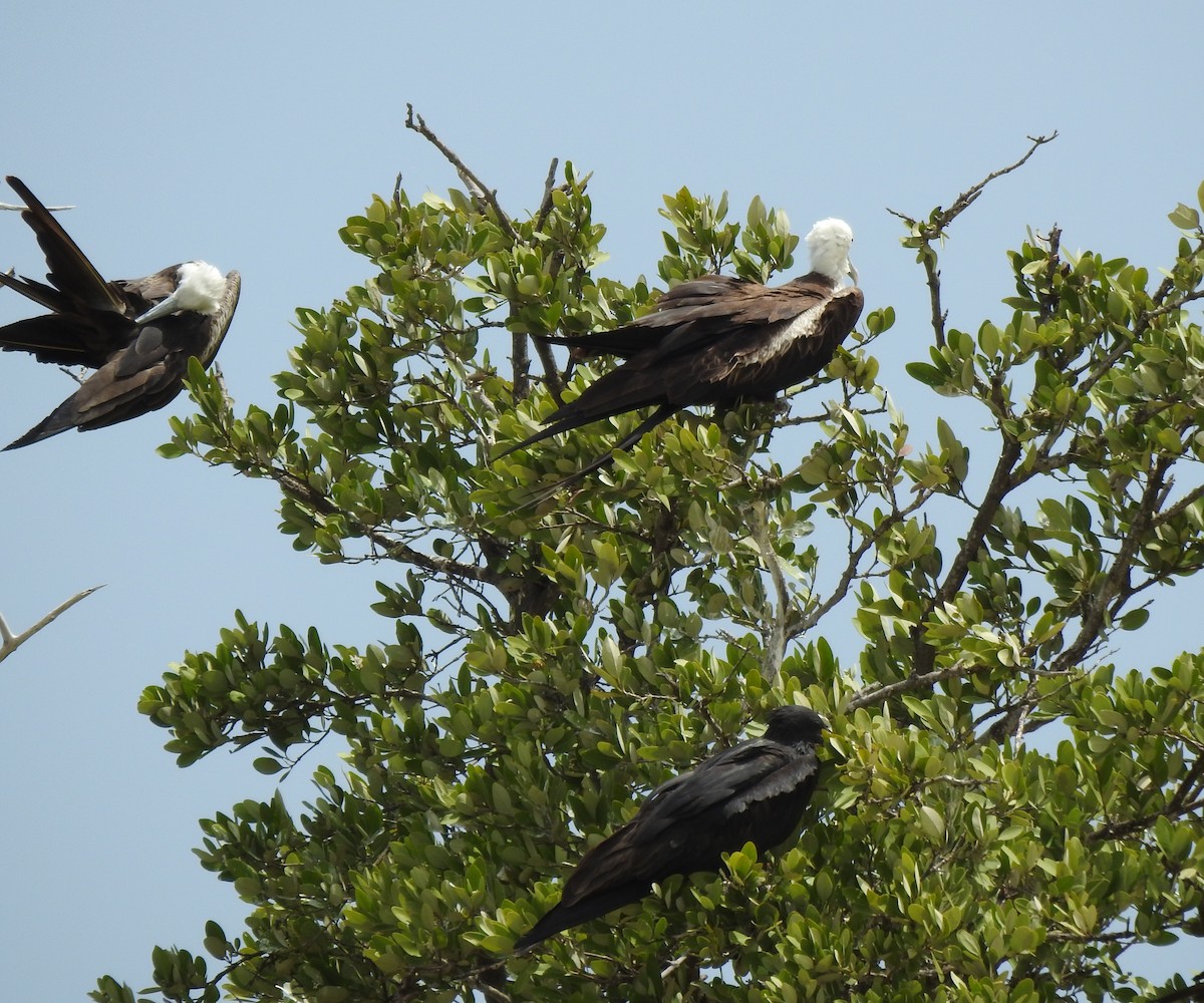 Magnificent Frigatebird - ML638525949