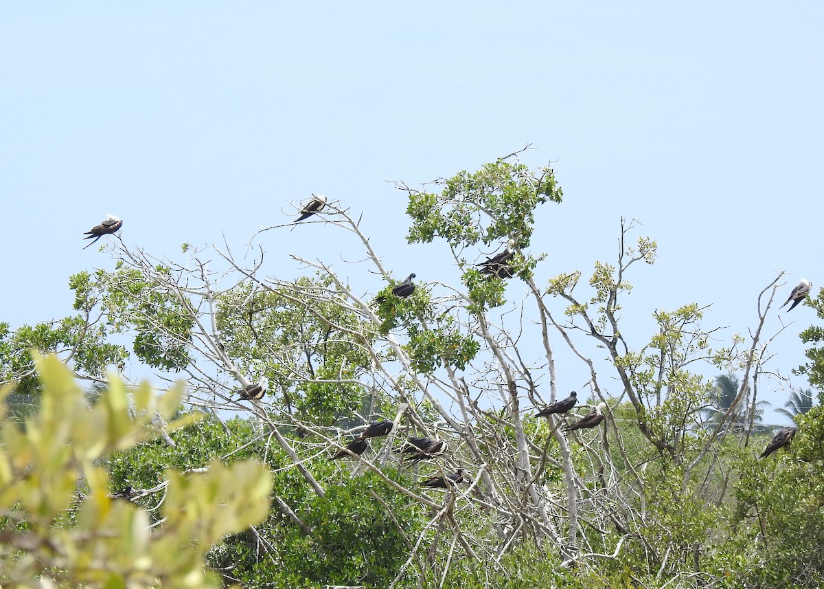 Magnificent Frigatebird - ML638525950