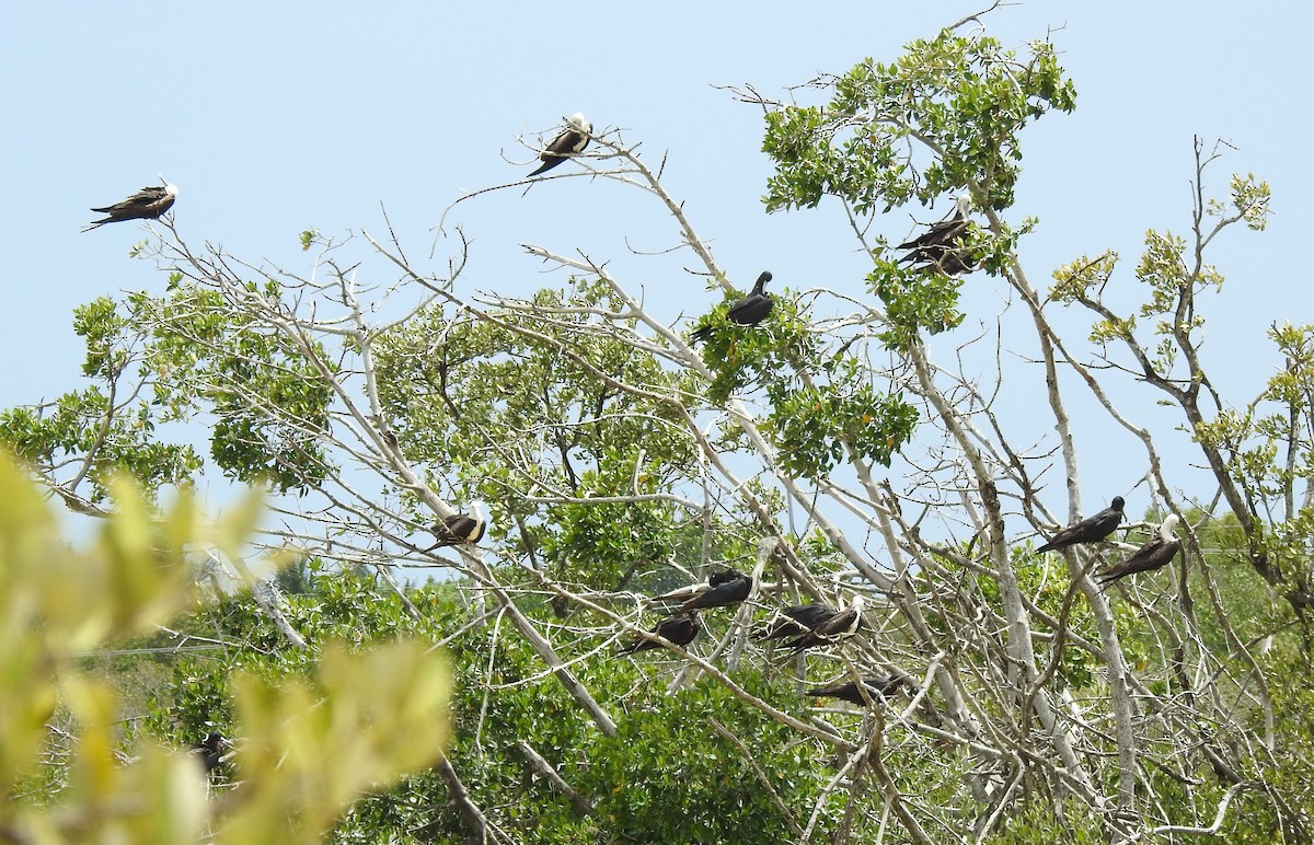 Magnificent Frigatebird - ML638525951