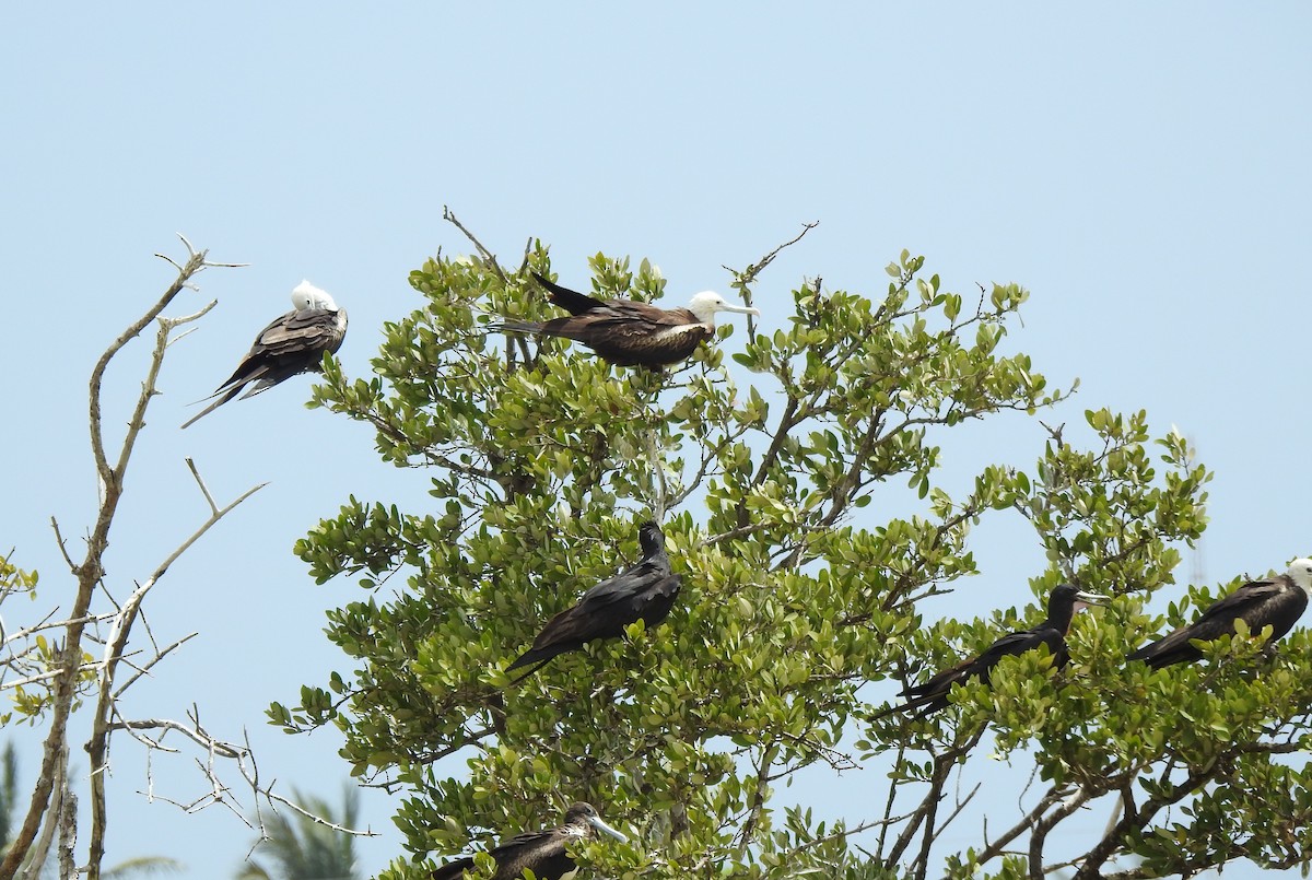 Magnificent Frigatebird - ML638525952