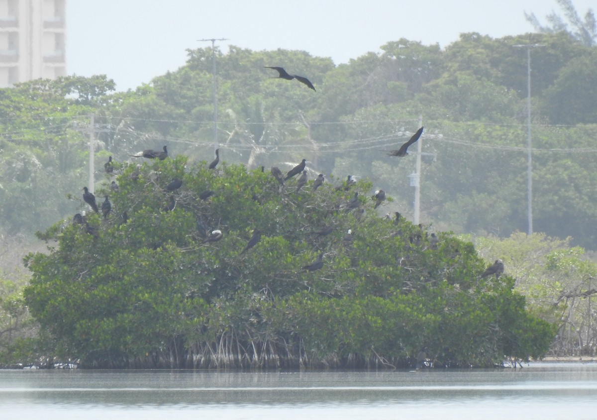 Magnificent Frigatebird - ML638525953