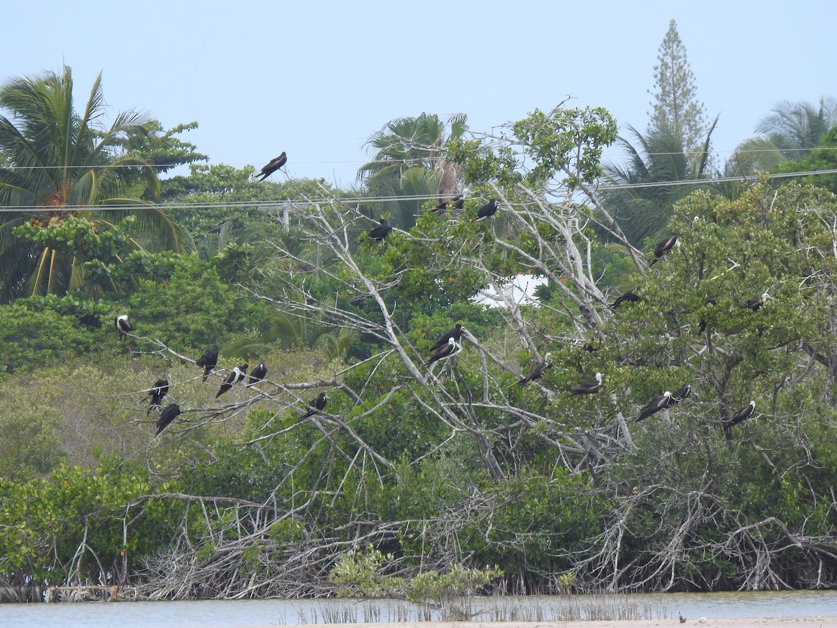 Magnificent Frigatebird - ML638525954