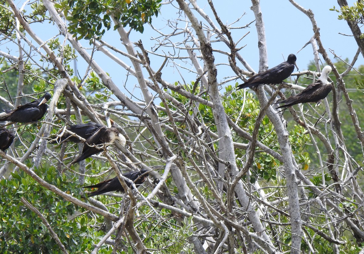 Magnificent Frigatebird - ML638525956