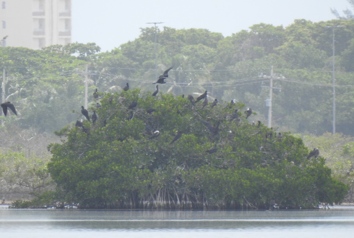 Magnificent Frigatebird - ML638525957