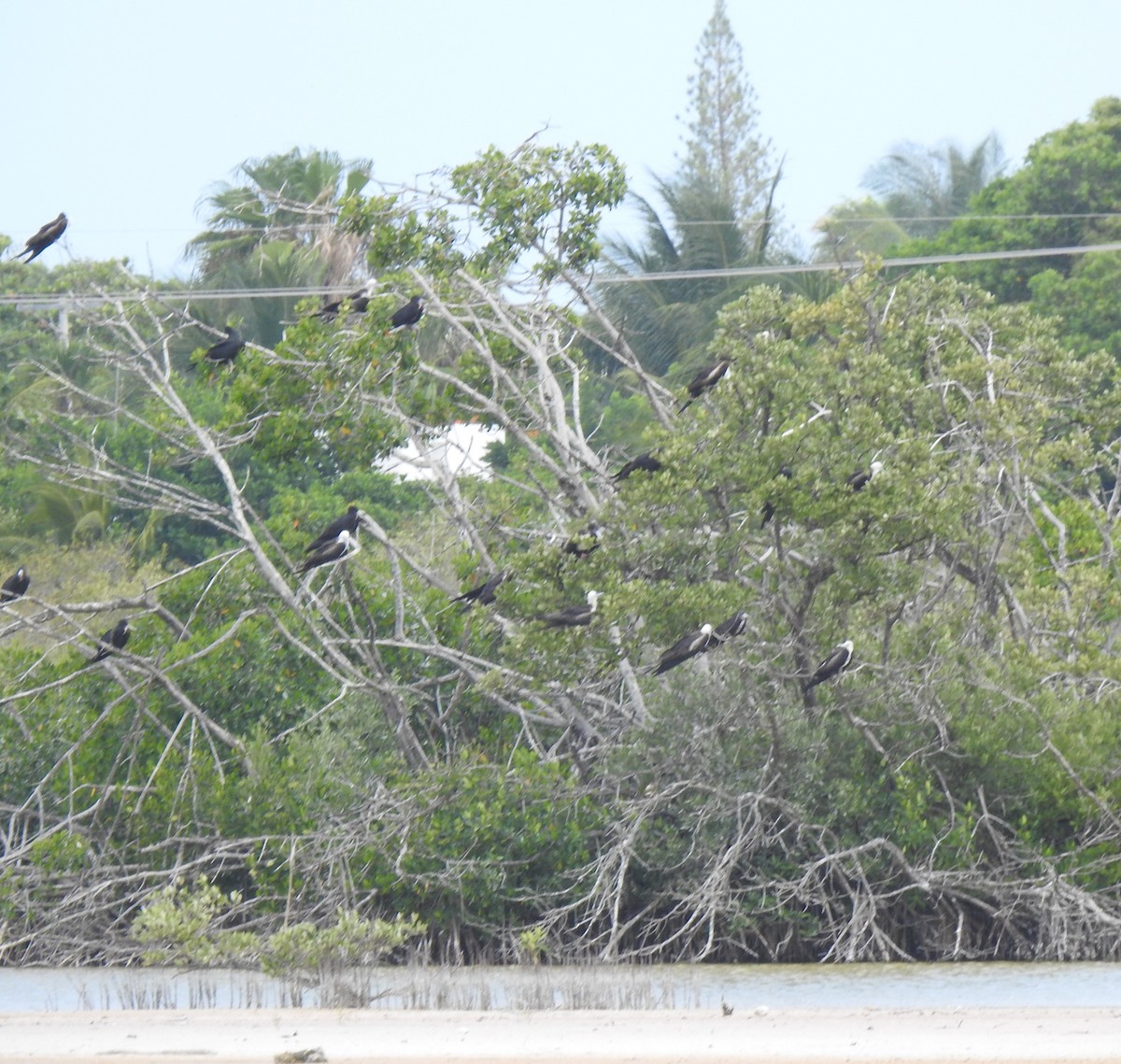 Magnificent Frigatebird - ML638525961
