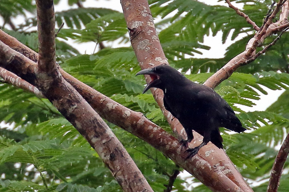 Palawan Crow - ML638525973