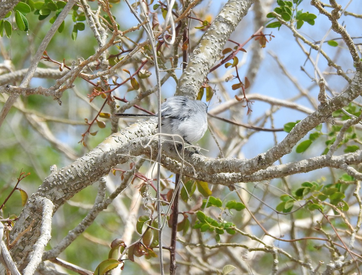 Gobemoucheron du Yucatan - ML638526028