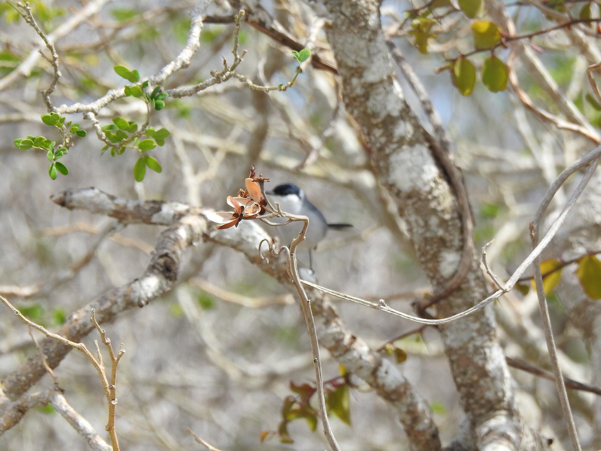 Gobemoucheron du Yucatan - ML638526035
