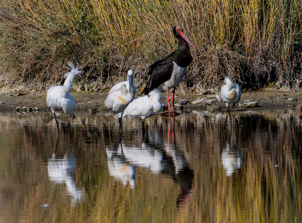 白琵鷺 - ML638526052