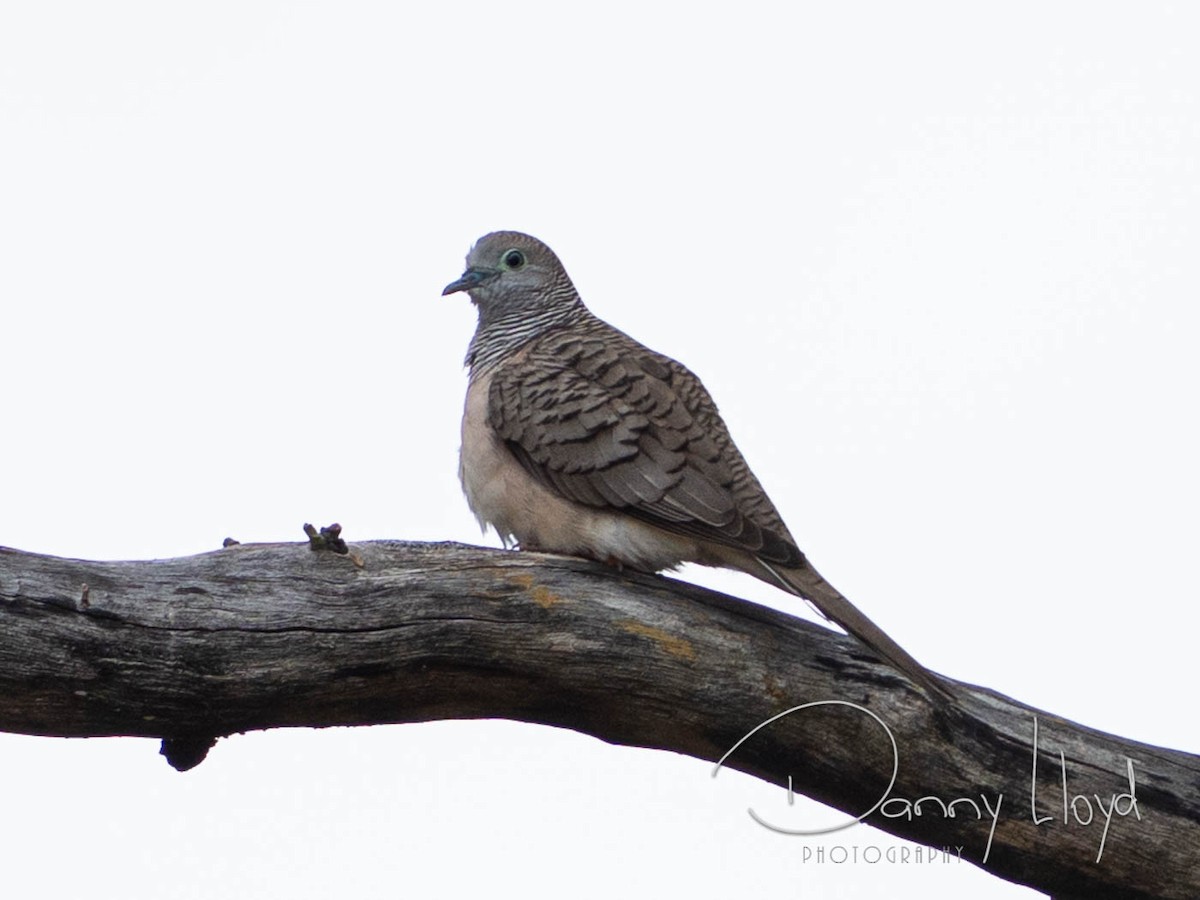 Peaceful Dove - ML638526059