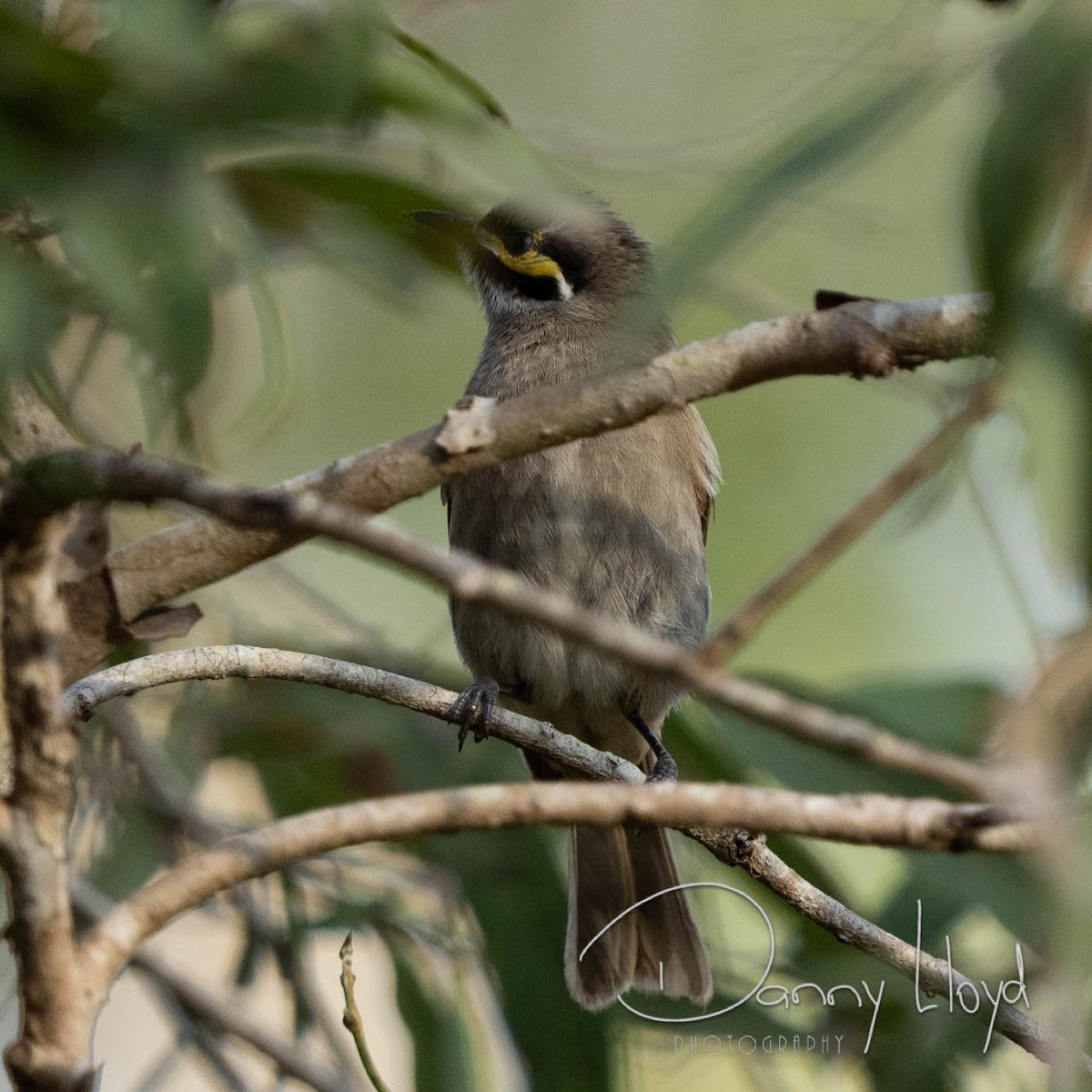 Yellow-faced Honeyeater - ML638526068