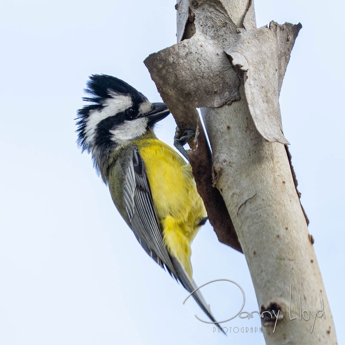 Eastern Shrike-tit - ML638526075