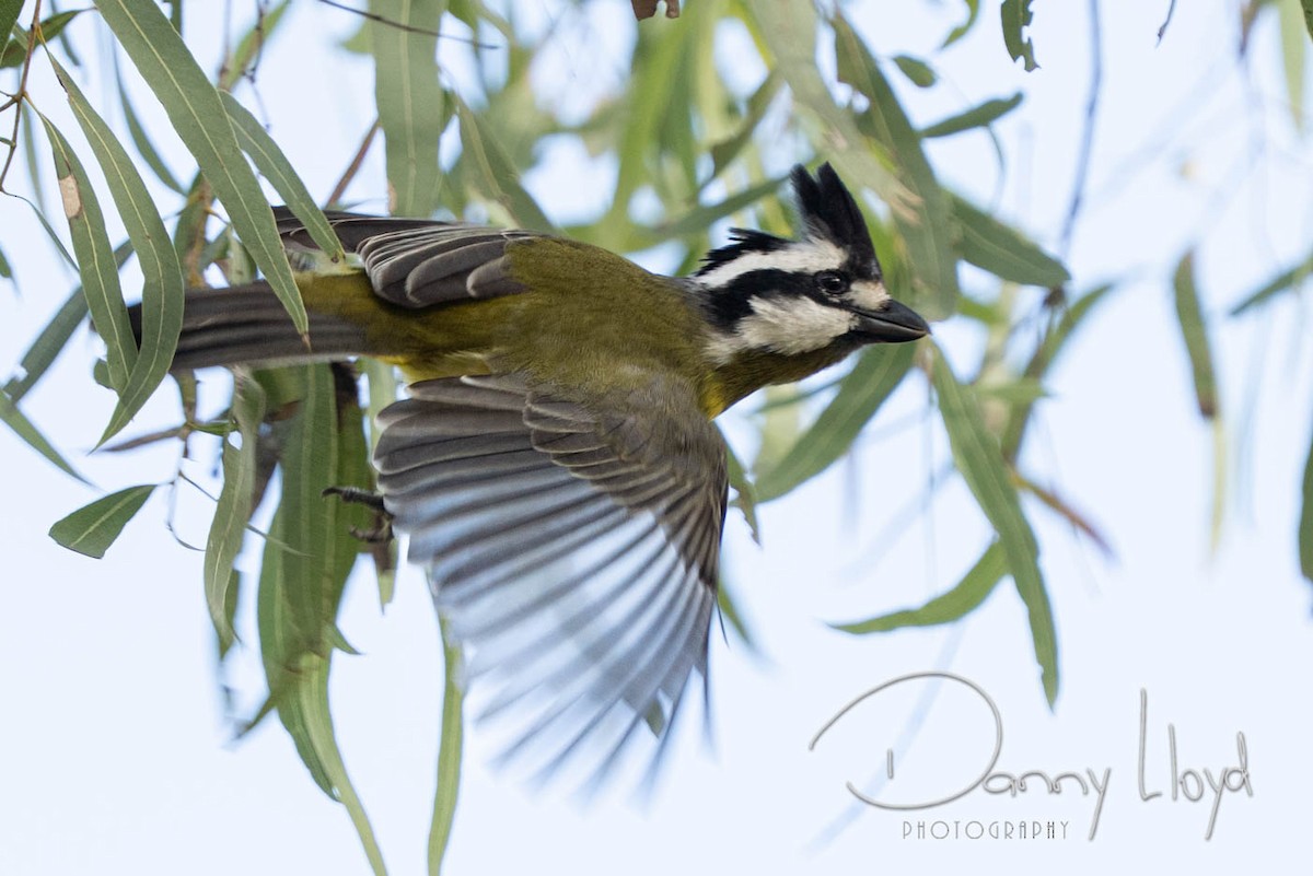 Eastern Shrike-tit - ML638526076