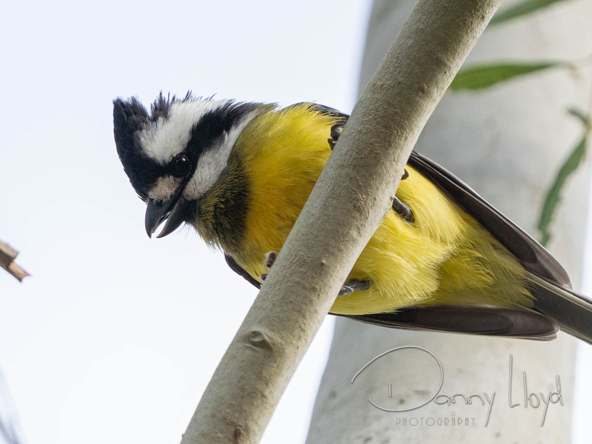 Eastern Shrike-tit - ML638526077
