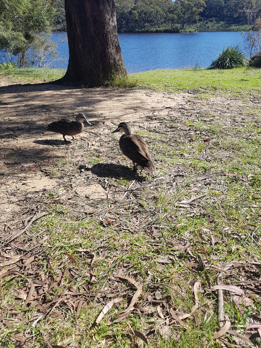 Pacific Black Duck - ML638526086