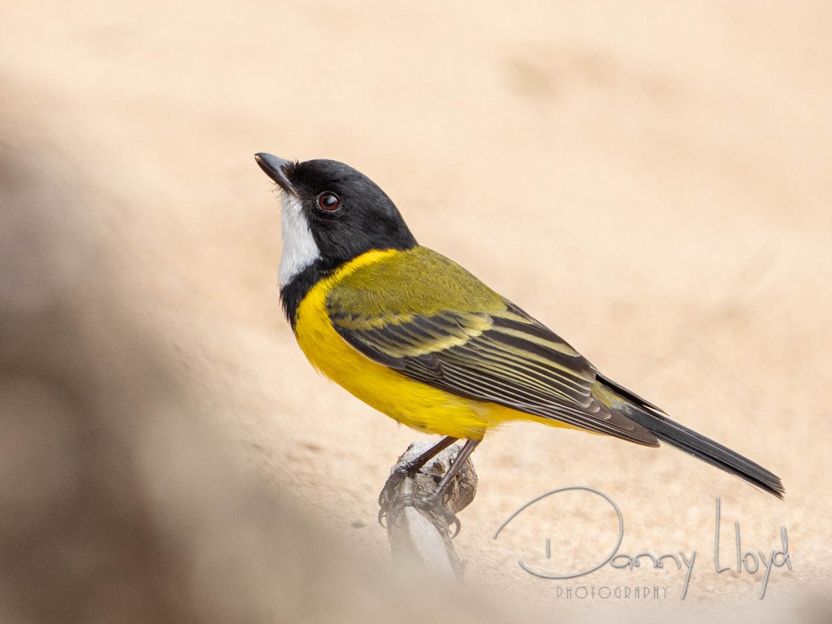 Golden Whistler - ML638526087