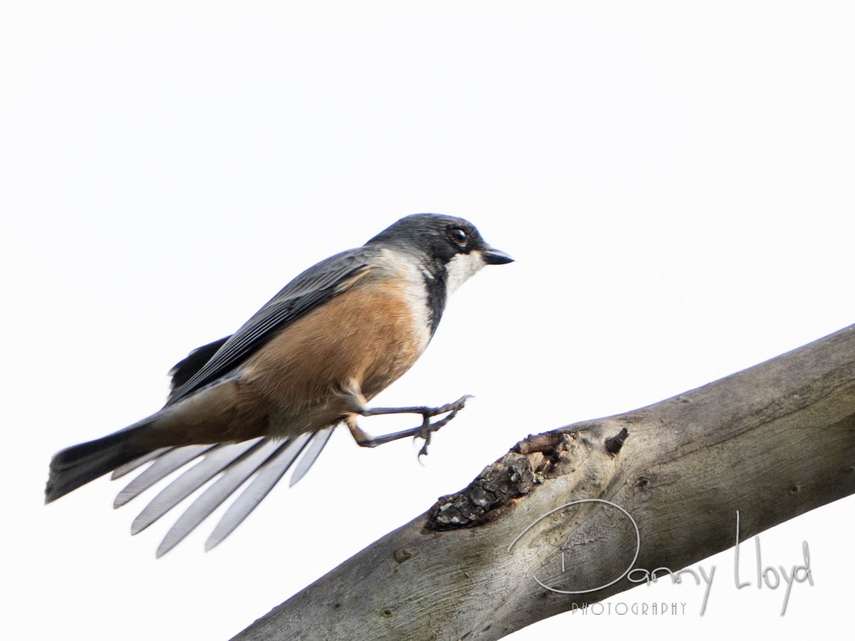 Rufous Whistler - ML638526089