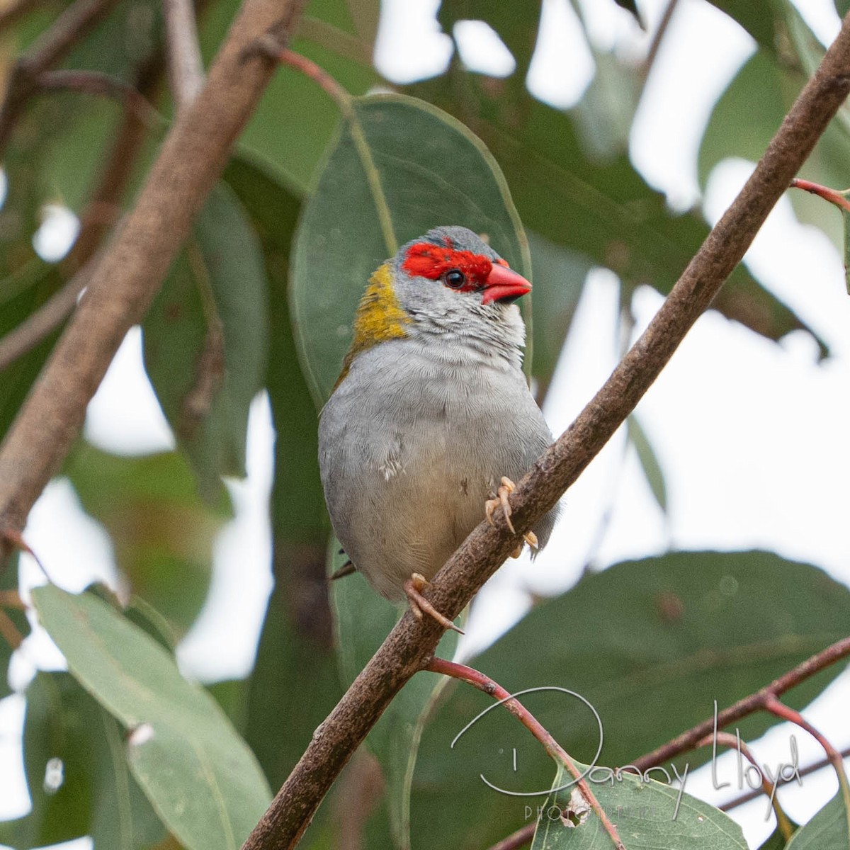 Red-browed Firetail - ML638526092