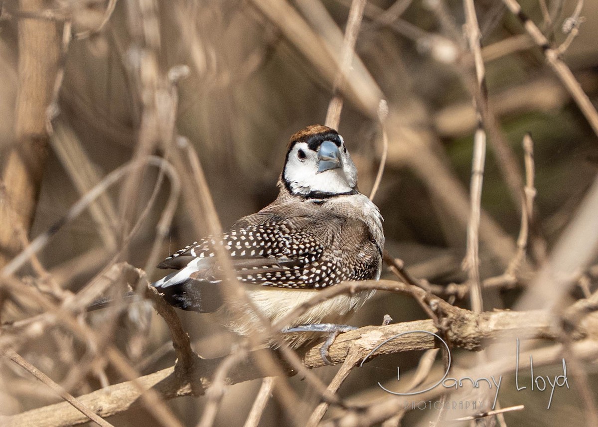 Double-barred Finch - ML638526094