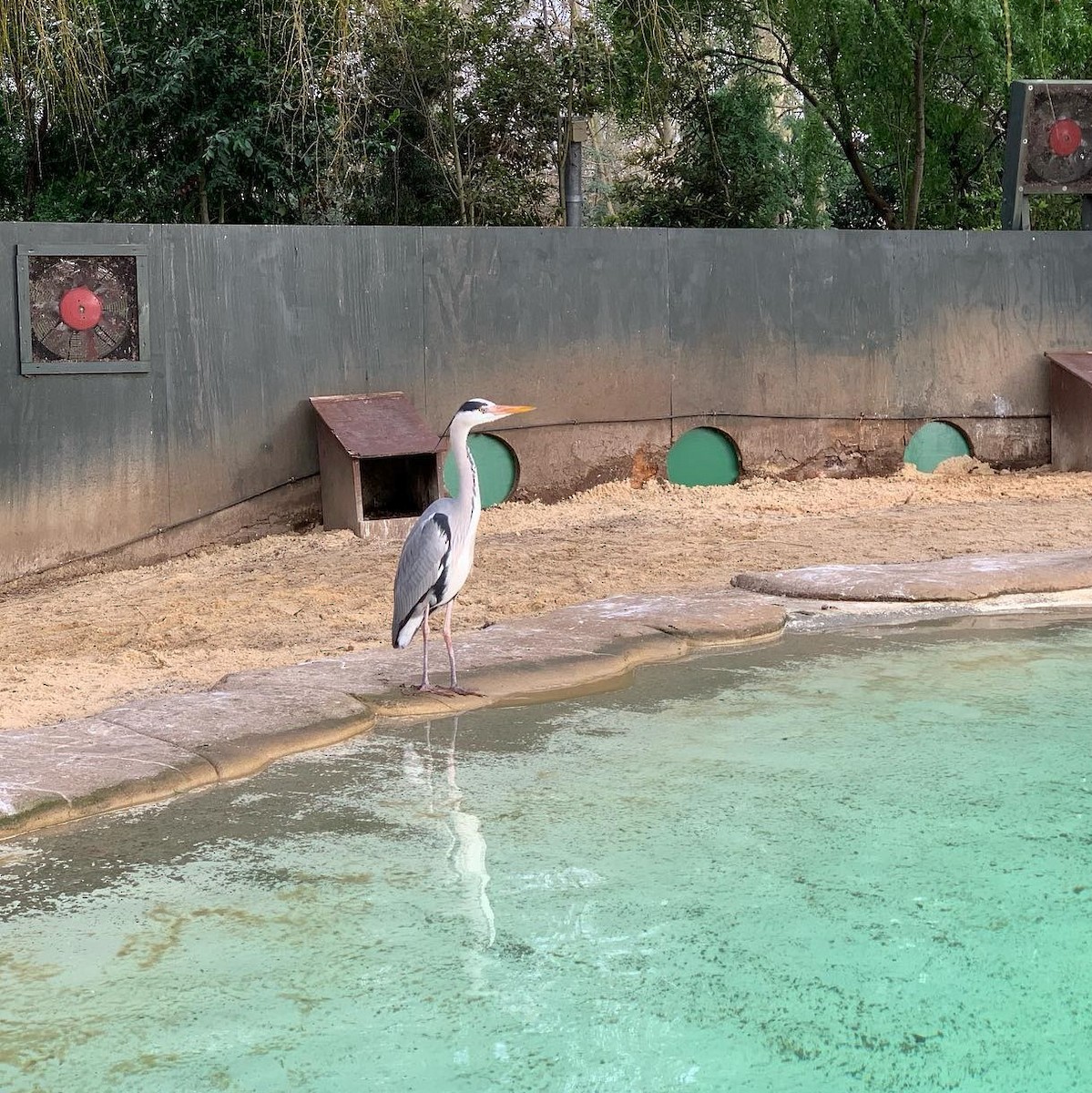 Gray Heron - ML638526095