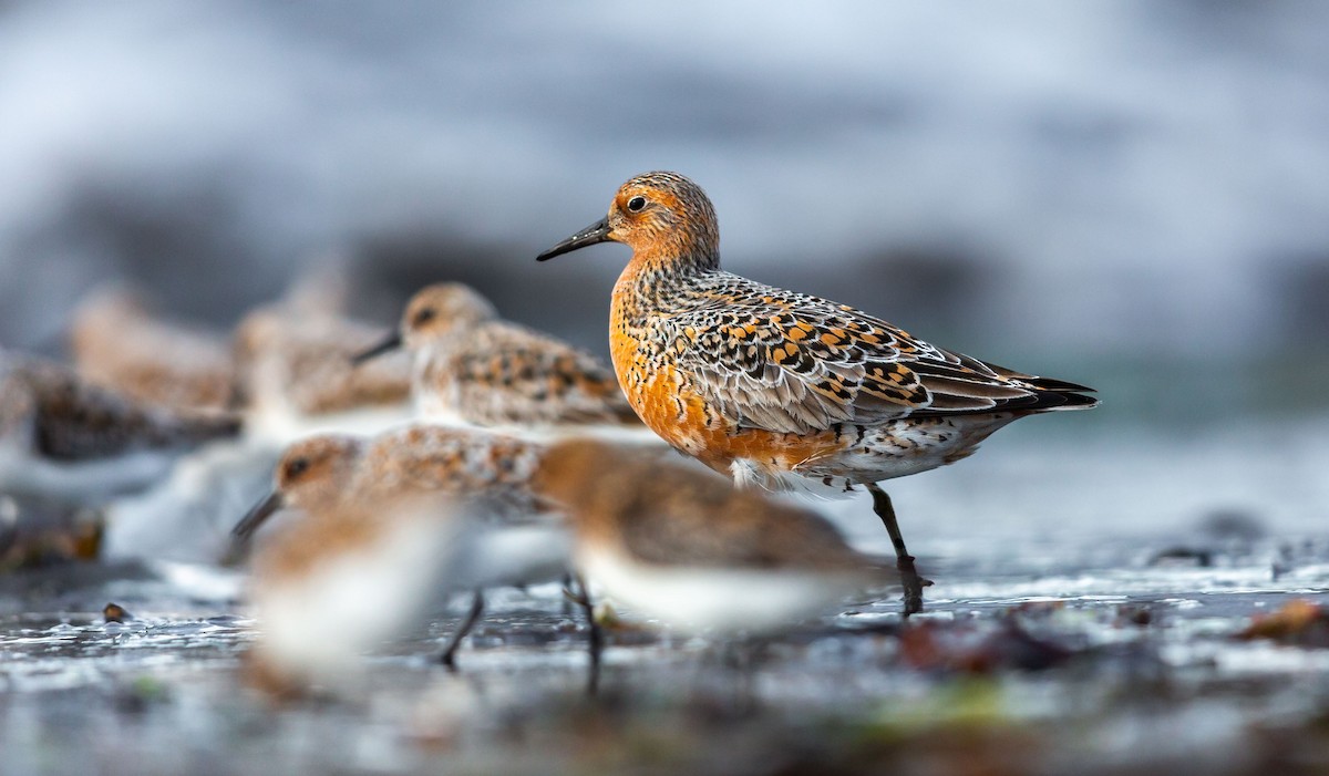 Red Knot - ML638526102